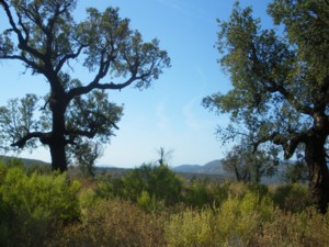 Landschaft S